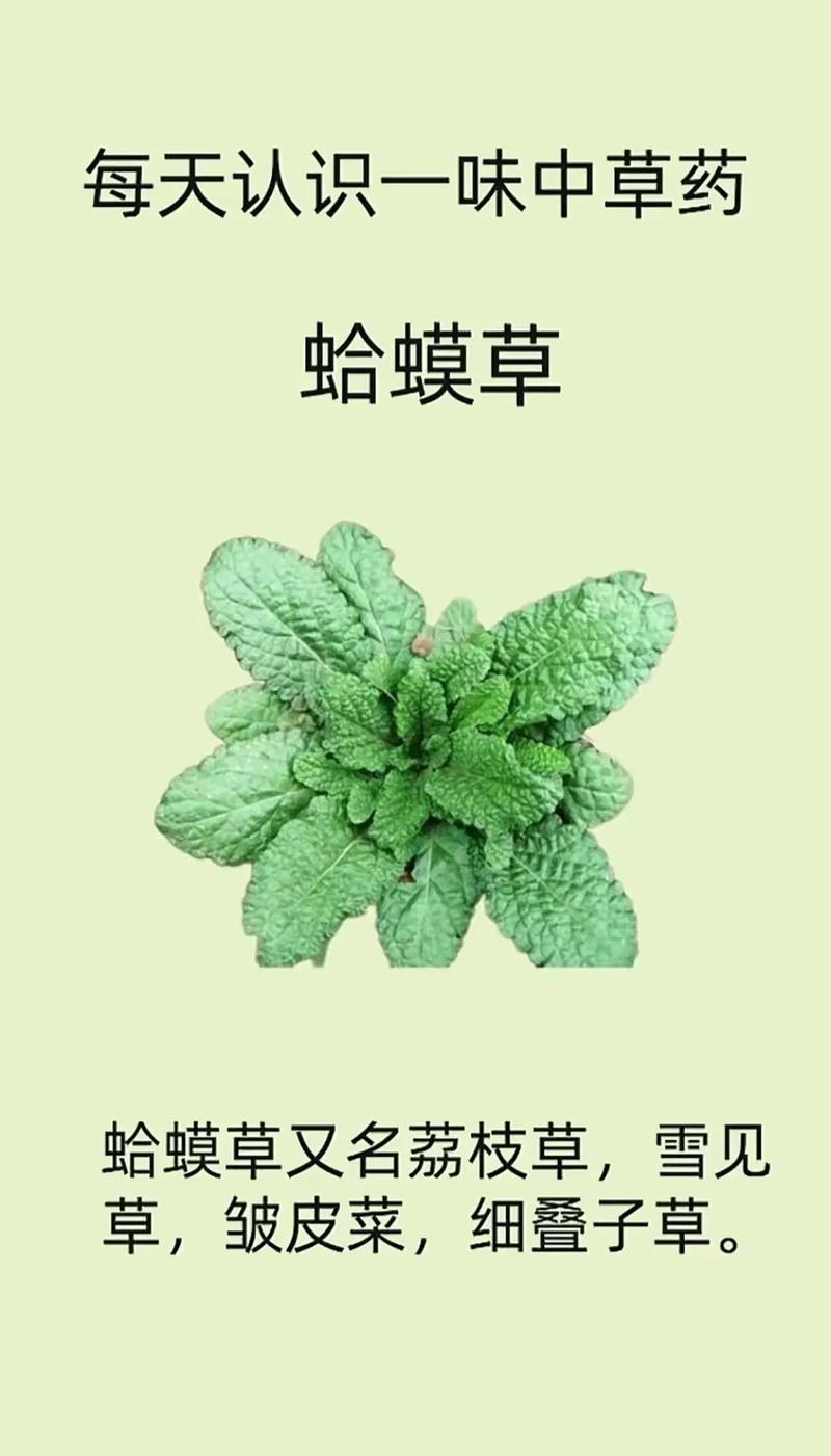 虾蟆草真的能治痔疮吗？