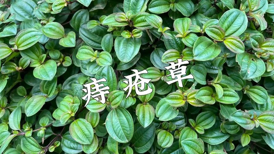 拉拉腾：治疗痔疮的奇效草药？