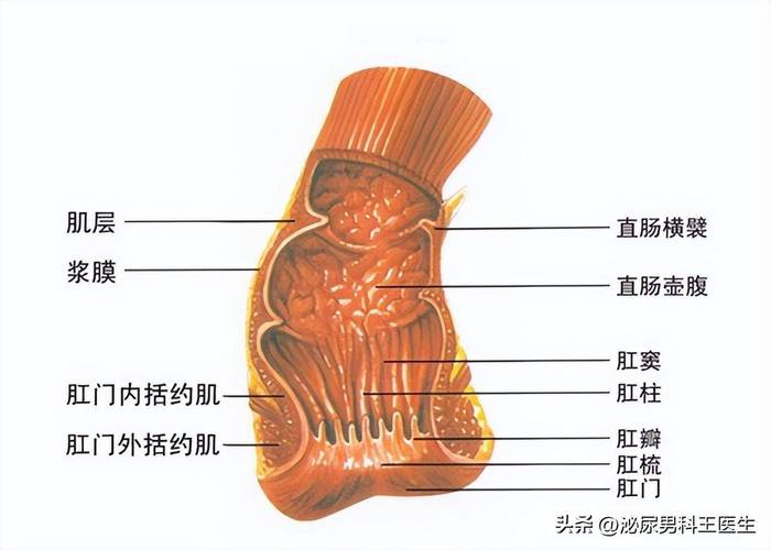 肛门区域