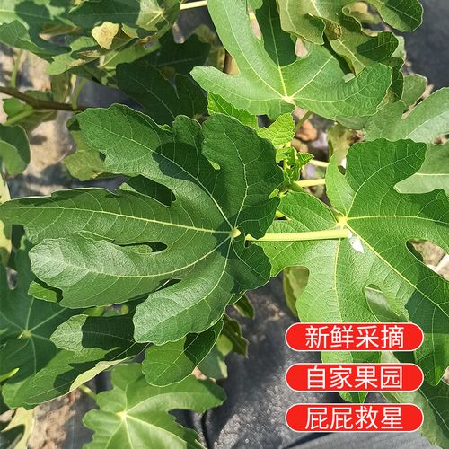 无花果叶熏洗