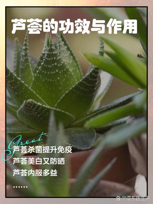 芦荟：治疗痔疮的自然疗法吗？