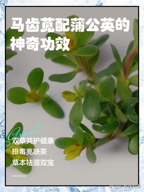 马齿菜茶是否真能治愈痔疮？