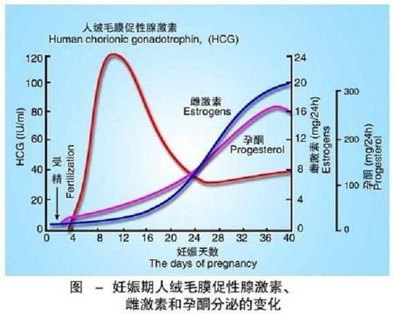 孕期激素变化