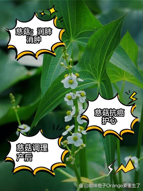 山慈菇的神奇功效：能治痔疮吗？