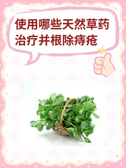 治疗痔疮药材