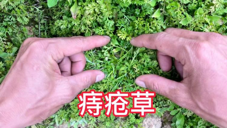 草药能治愈痔疮效果如何？