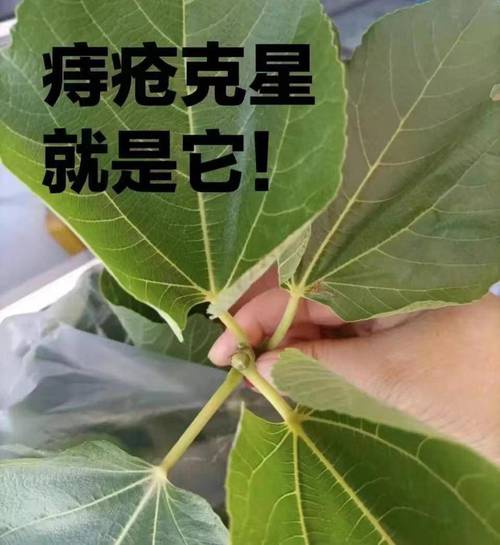 赖赖猪草是否能有效治疗痔疮？