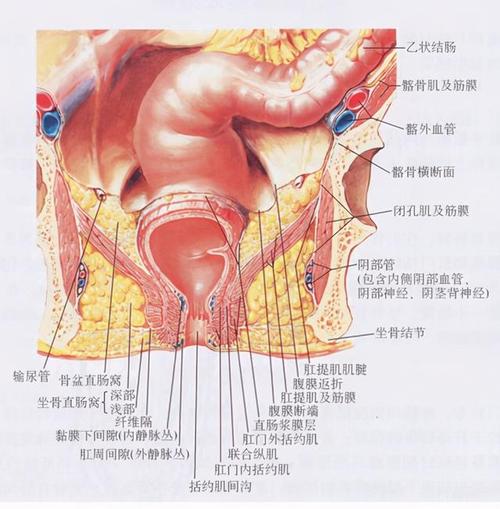 肛门狭窄