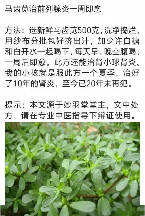 马齿菜茶