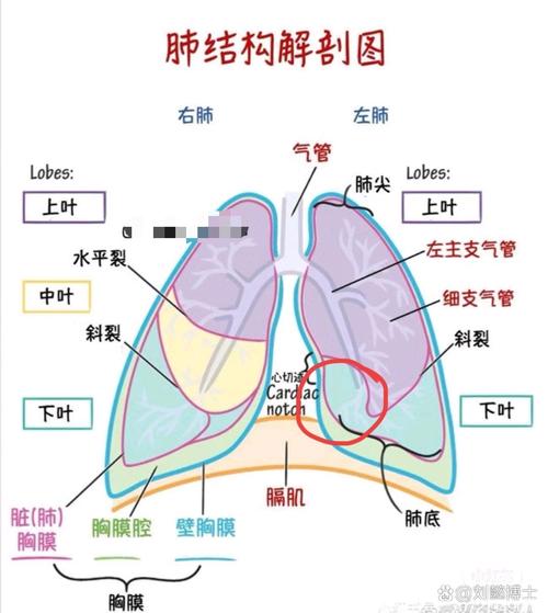 肺部联系