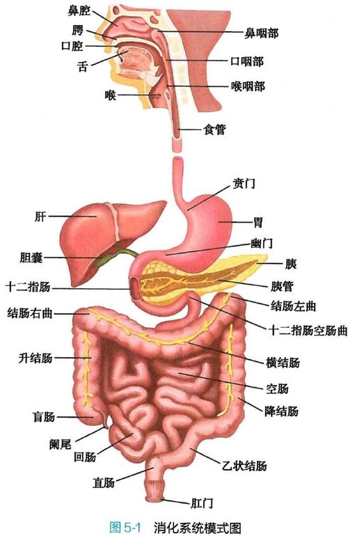 消化系统