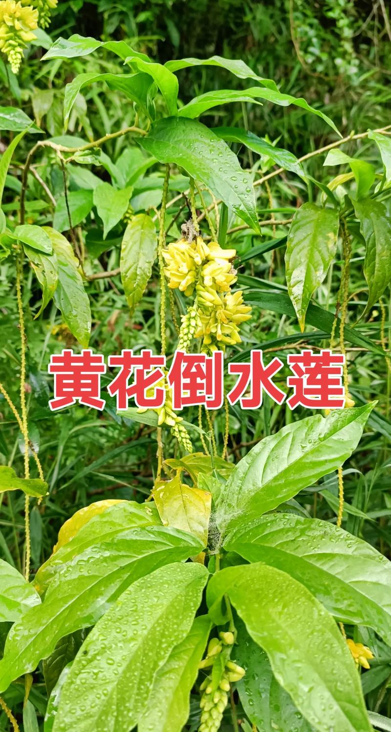 黄色草药