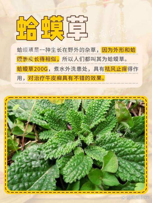 蛤蟆草：治疗痔疮的民间妙方？