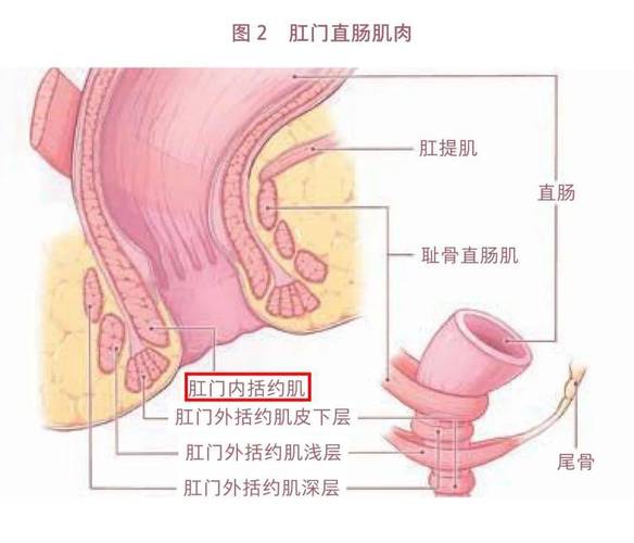 肛门括约肌