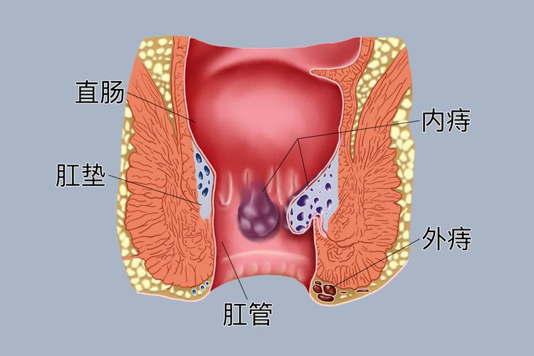 肛门弹性