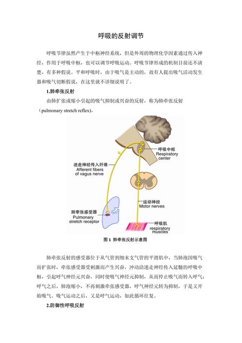 呼吸调节