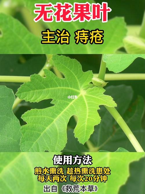 班赛：治疗痔疮的有效方法吗？