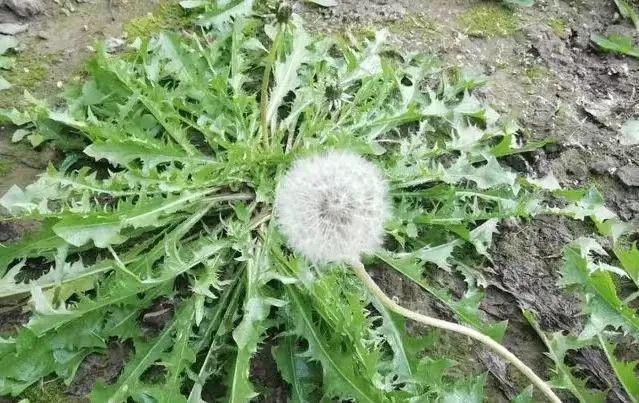 驴头草：天然疗法能治痔疮吗？