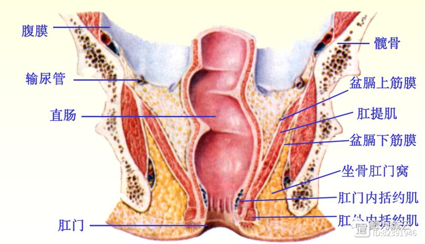 肛门解剖图