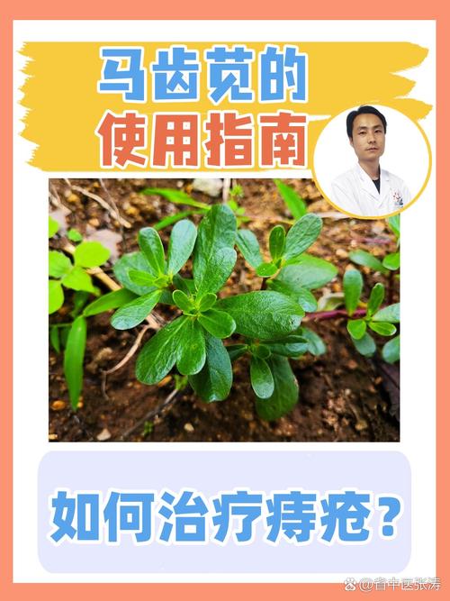 地胆草治疗痔疮的效果如何？