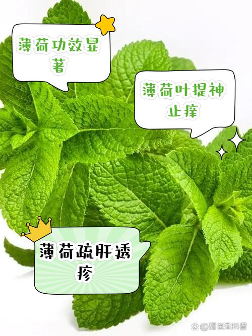 薄荷叶子：天然痔疮治疗法？