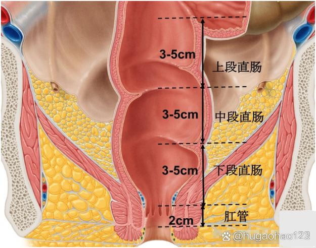 肛门功能